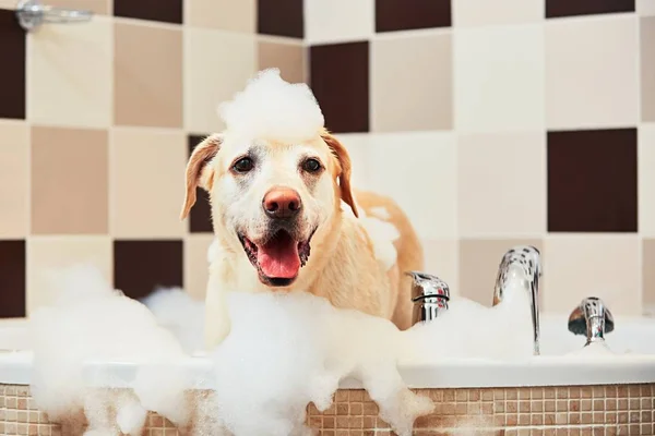 Cão tomando um banho — Fotografia de Stock