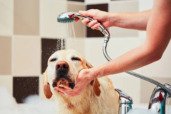 Cão tomando um banho — Fotografia de Stock