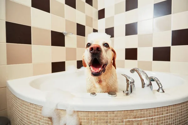 Cane che fa il bagno — Foto Stock