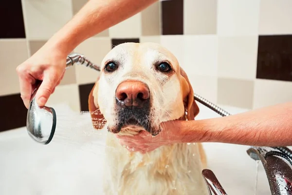 Cão tomando um banho — Fotografia de Stock