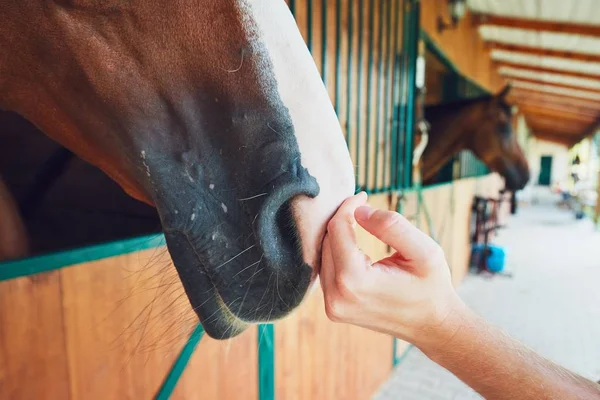 Przyjaźń między człowiekiem a koniem — Zdjęcie stockowe