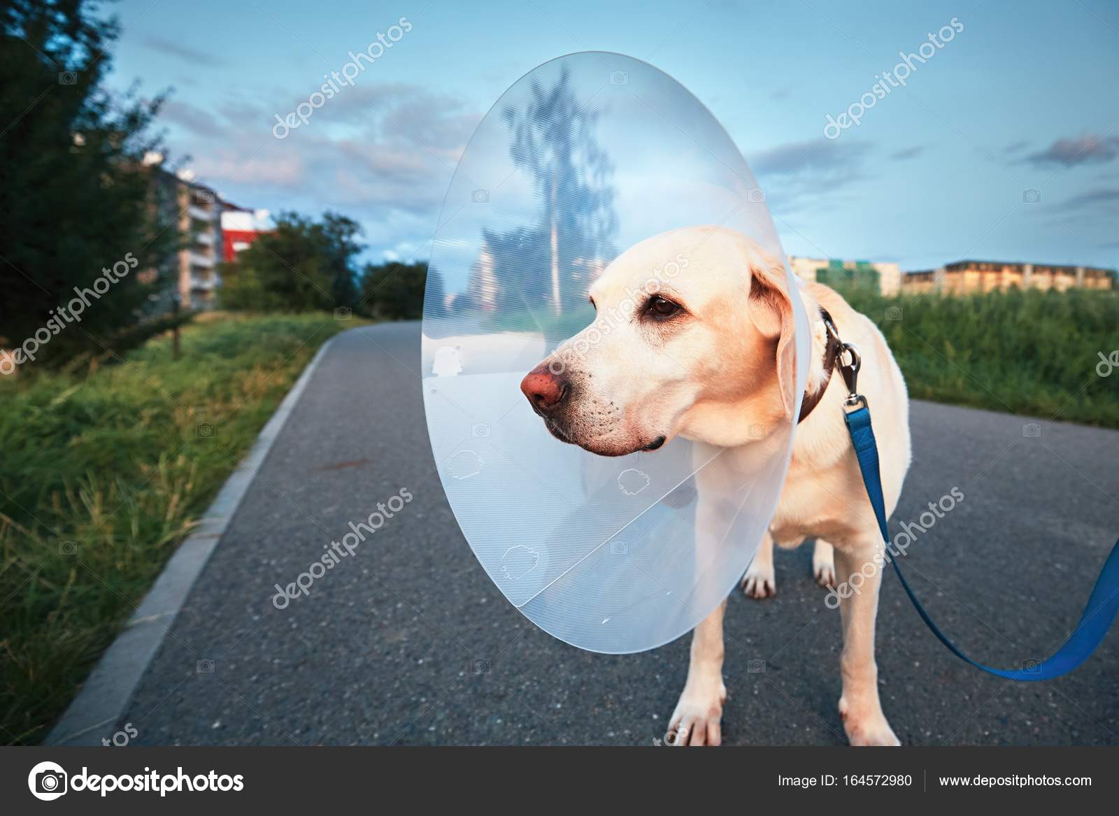 How Can I Get My Dog To Drink Water After Surgery