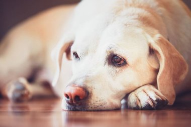 Yaşlı köpek üzgün görünümünü