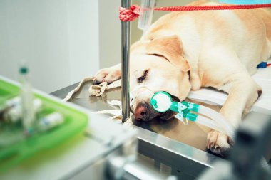Eski köpek hayvan hastane içinde