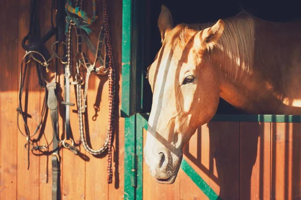 Horse in contemporary stable — Stock Photo, Image