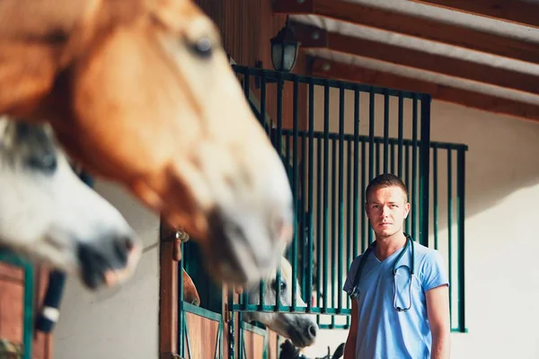 Médecine vétérinaire à la ferme — Photo