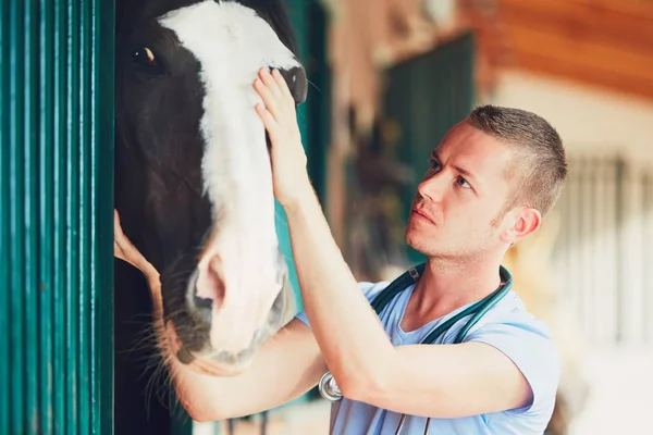 Médecine vétérinaire à la ferme — Photo