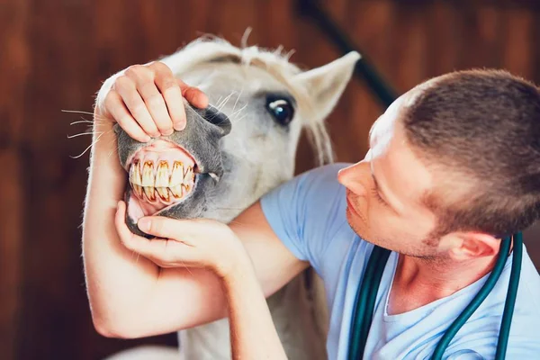 Veterinární lékařství na farmě — Stock fotografie