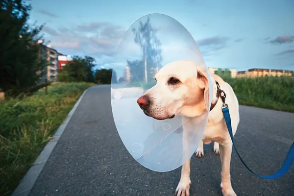 Ameliyat sonrası eski köpek — Stok fotoğraf