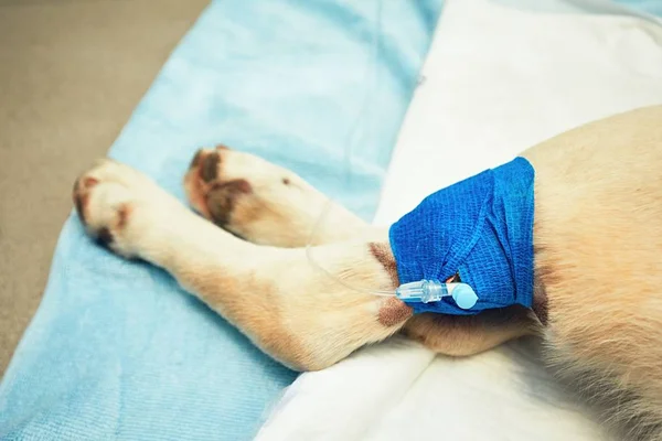 Old dog in veterinary clinic — Stock Photo, Image