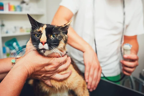 Gato en clínica veterinaria — Foto de Stock