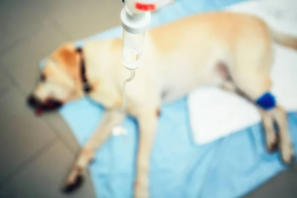 Oude hond in veterinaire kliniek. — Stockfoto