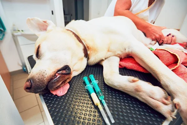 Cão velho na clínica veterinária . — Fotografia de Stock