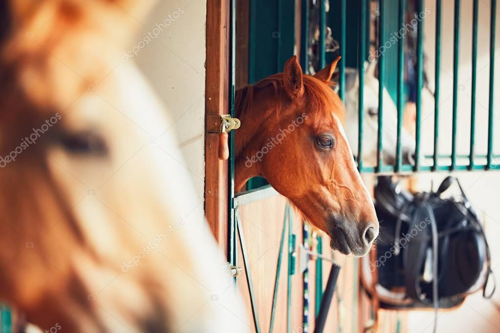 Horses in contemporary stable