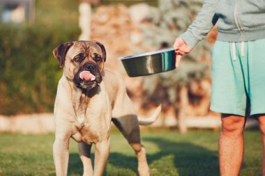Büyük köpek besleme