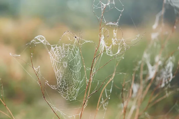 Spider web on flower covered with dew — Stock Photo, Image