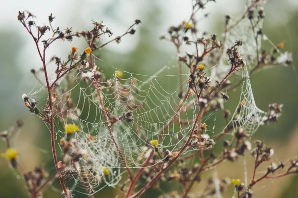 Spider web on flower covered with dew — Stock Photo, Image