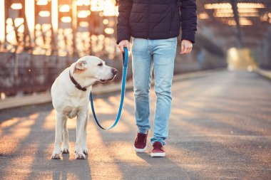Sabah yürüyüş ile güneşin doğuşunu, köpek