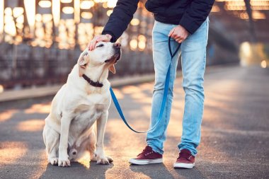 Sabah yürüyüş ile güneşin doğuşunu, köpek