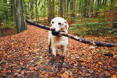 Sonbahar doğada çamurlu köpek