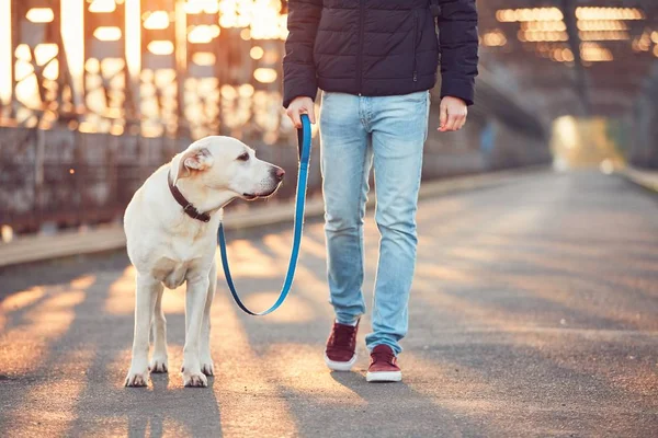 Ochtend wandeling met hond bij de zonsopgang — Stockfoto