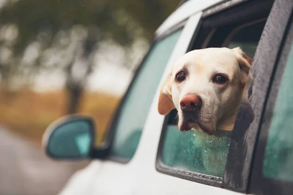 Собака смотрит из машины — стоковое фото