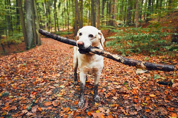 Sonbahar doğada çamurlu köpek — Stok fotoğraf