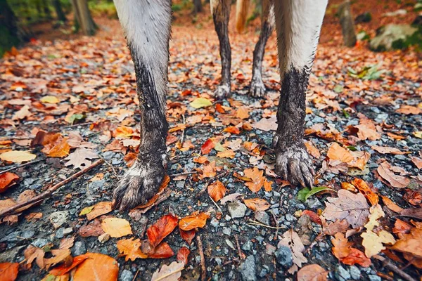 Cane fangoso nella natura autunnale — Foto Stock