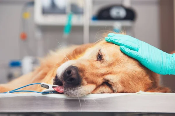 Σκυλί στο νοσοκομείο των ζώων — Φωτογραφία Αρχείου