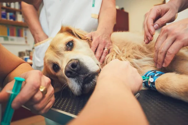 Cão no hospital animal — Fotografia de Stock