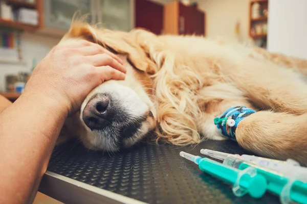 Chien à l'hôpital des animaux — Photo