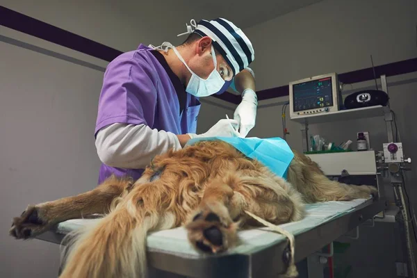 Σκυλί στο νοσοκομείο των ζώων — Φωτογραφία Αρχείου