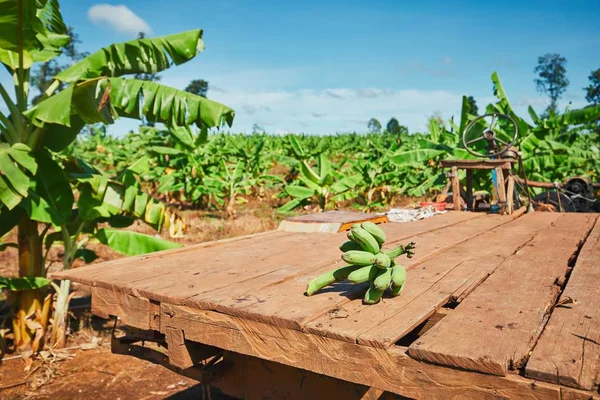 Грузовик на банановой плантации — стоковое фото