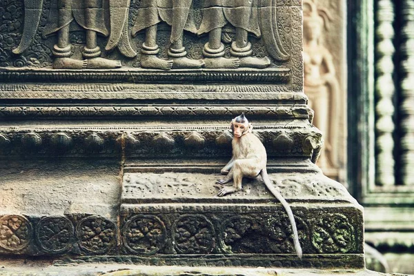 Apa på templet väggen — Stockfoto