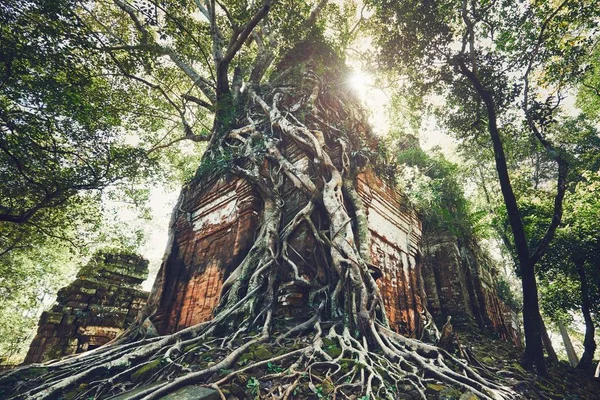 木の根の下の古代寺院 — ストック写真