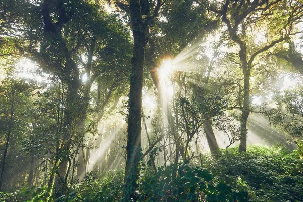 Mattina misteriosa nella foresta pluviale tropicale — Foto Stock