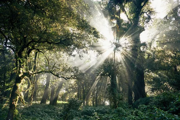 Mysterieuze ochtend in tropisch regenwoud — Stockfoto