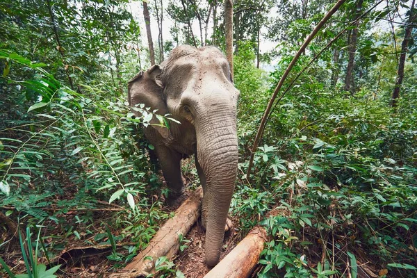 Elefánt a dzsungelben — Stock Fotó