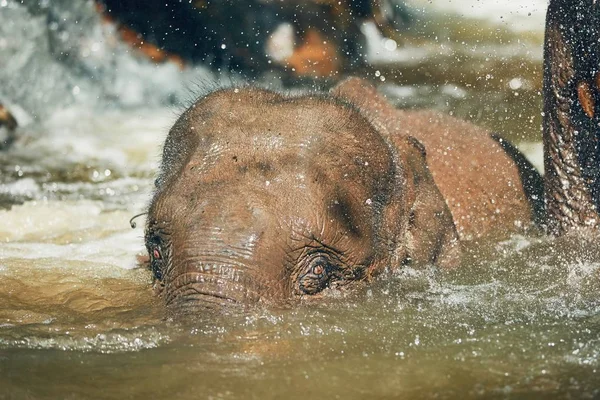 Elephant playing in the river — Stock Photo, Image