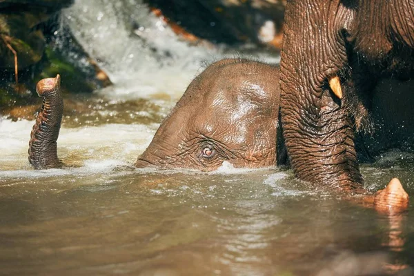 Elephants playing in the river — Stock Photo, Image