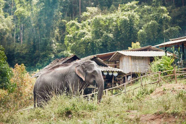 Fil köyünde — Stok fotoğraf