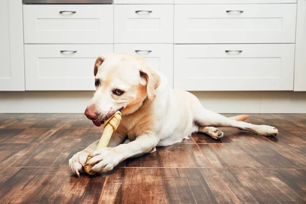 Hund mit Knochen — Stockfoto