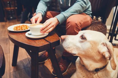 Kafede meraklı köpek