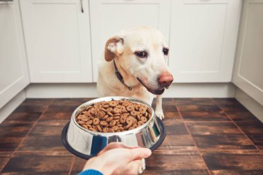 Aç köpek besleme