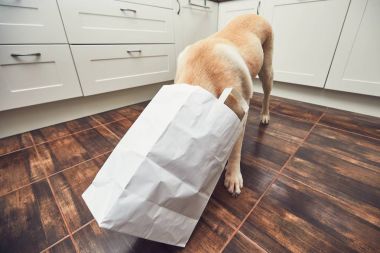 Yaramaz köpek ev mutfak