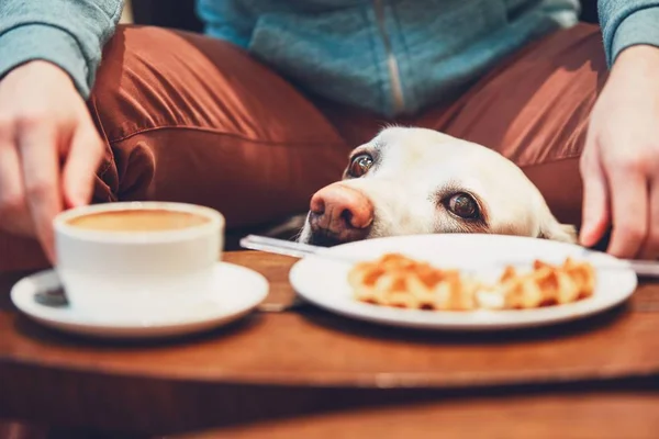Curious dog in the cafe — Stock Photo, Image