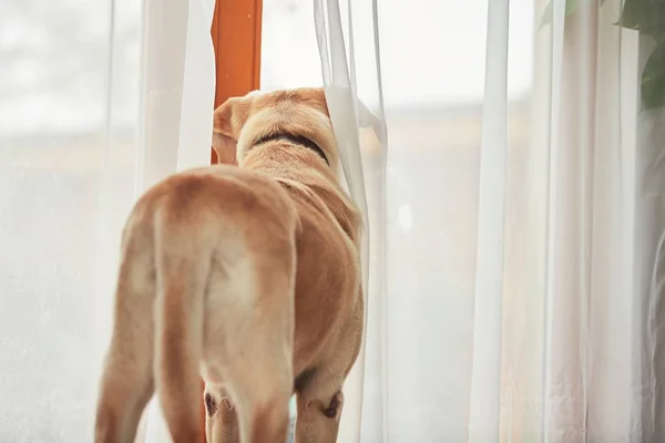 Hunden väntar ensam hemma — Stockfoto