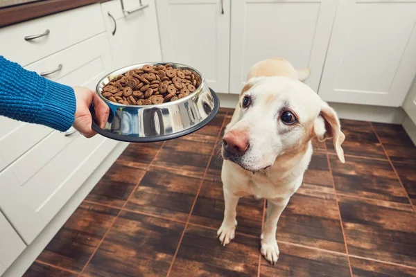 Feeding of hungry dog — Stock Photo, Image