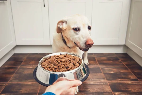 Alimentazione di cane affamato — Foto Stock