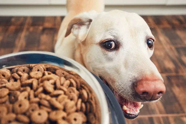 Voederen van hongerige hond — Stockfoto